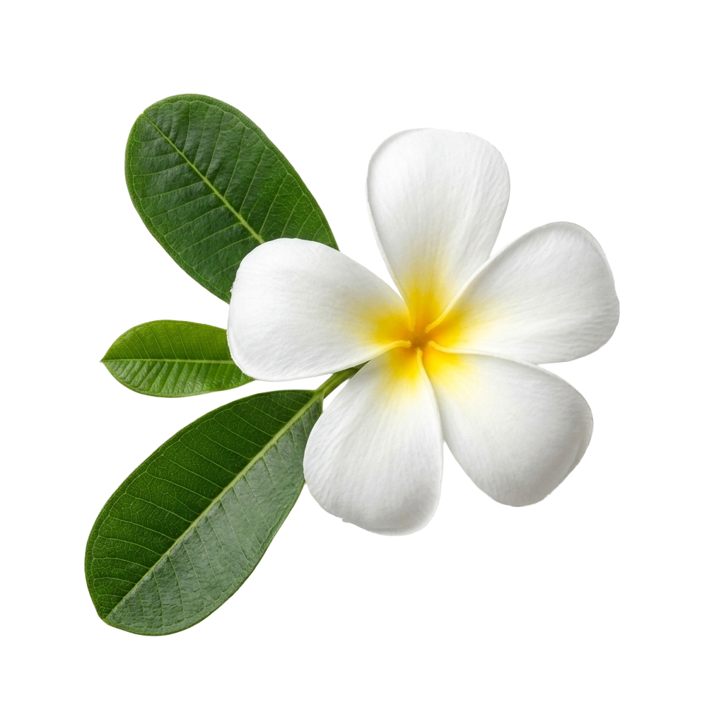 Frangipani Flower