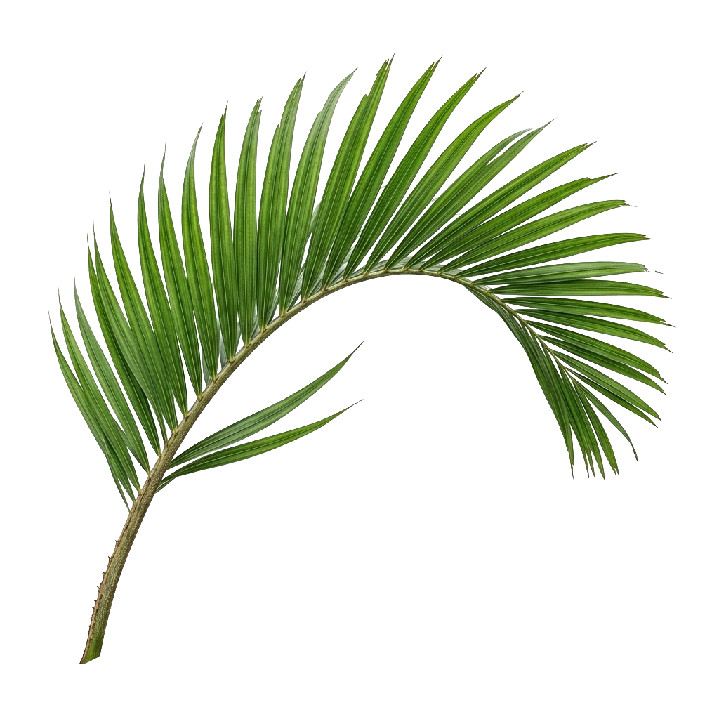 Palm Leaf